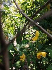 Senna macranthera