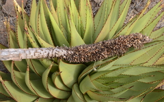 Aloe broomii