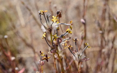 Lasiosiphon microphyllus