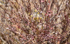 Lasiosiphon microphyllus