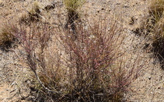 Lasiosiphon microphyllus