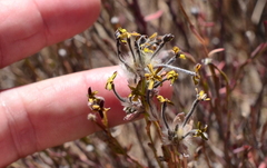 Lasiosiphon microphyllus