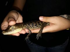 Caiman crocodilus fuscus