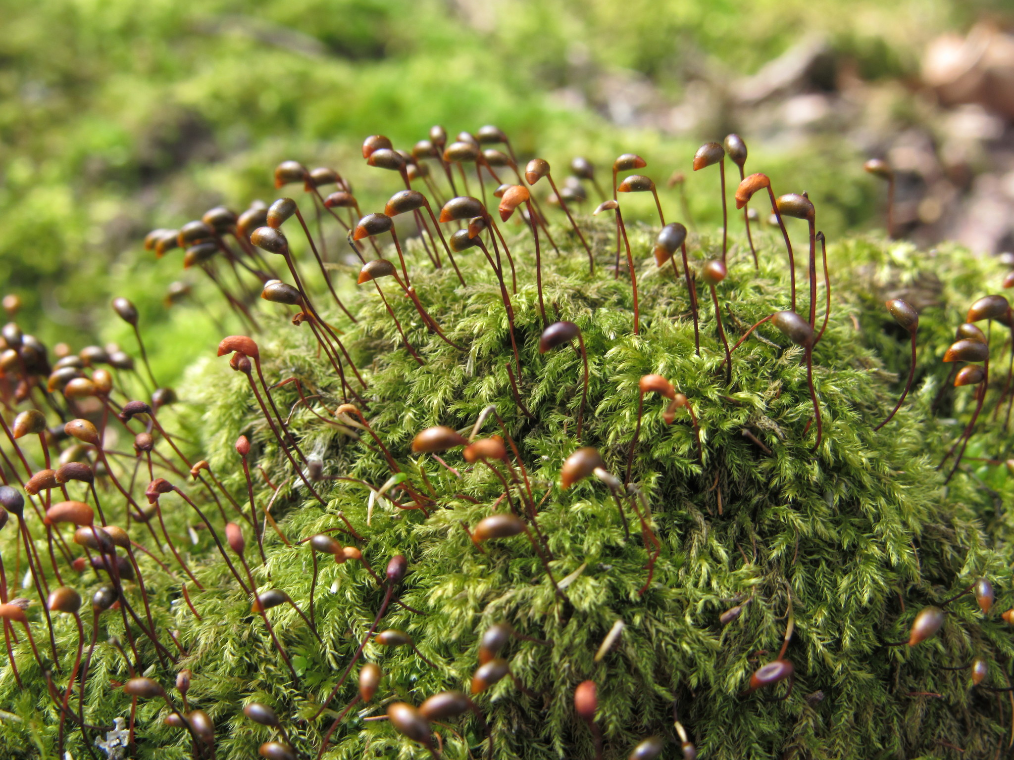 Brachytheciastrum velutinum