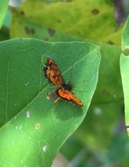 Crocanthes pyrochorda