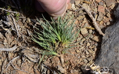 Dianthus micropetalus