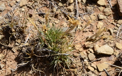 Dianthus micropetalus