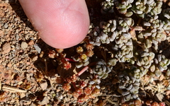 Crassula corallina