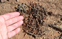 Crassula corallina