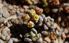 Crassula corallina