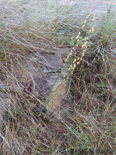 Drimia edwardsii