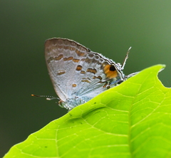 Hypolycaena sipylus