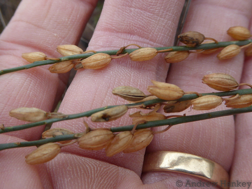 Drimia edwardsii
