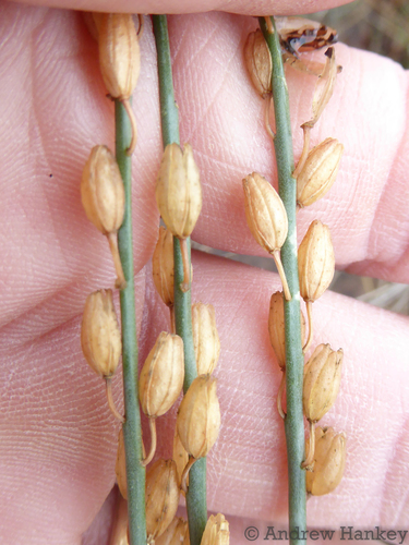 Drimia edwardsii