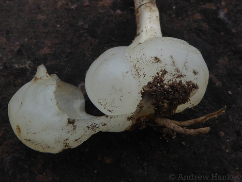 Drimia edwardsii