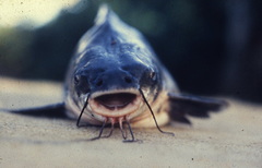 Froggatt's Catfish photo 2