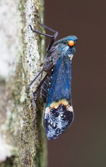 Penthicodes farinosus