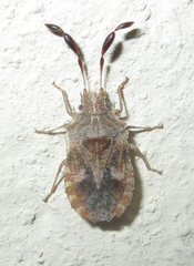 Phricodus hystrix