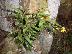 Polystachya pubescens