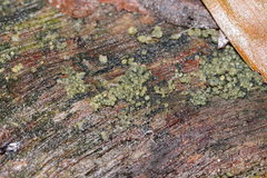 Trichoderma gelatinosum