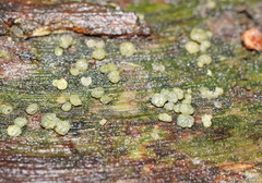 Trichoderma gelatinosum