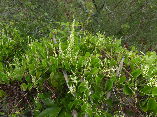 Dioscorea cotinifolia (Dioscorea cotinifolia)
