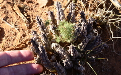 Tridentea gemmiflora