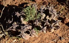 Tridentea gemmiflora