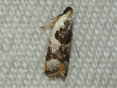Ardozyga voluta