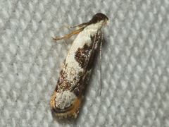 Ardozyga voluta