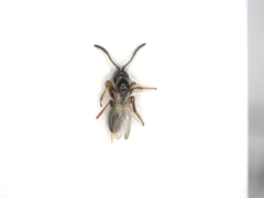 Hymenoptera