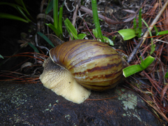 Cochlitoma granulata