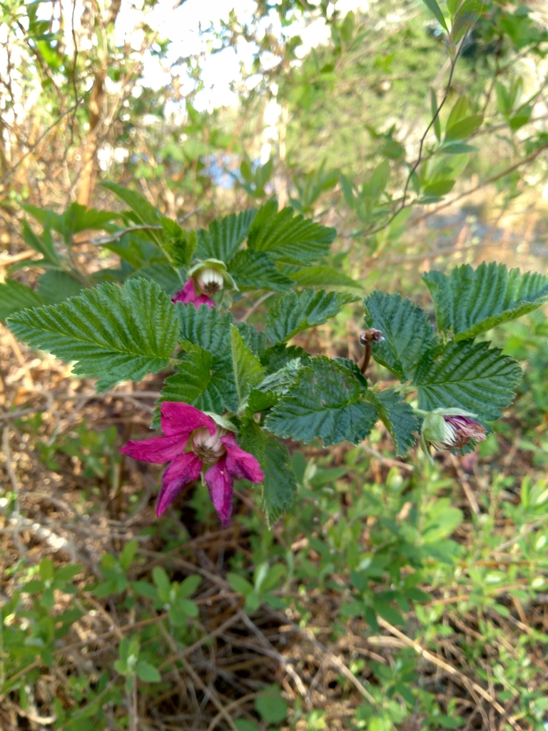 Salmonberry from Tugman State Park Campground on April 14, 2021 at 06