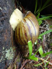 Cochlitoma granulata