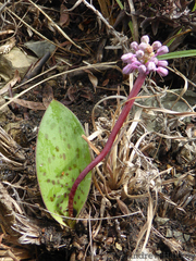 Ledebouria sandersonii