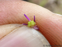 Ledebouria sandersonii