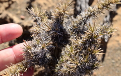 Aptosimum spinescens