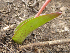 Ledebouria sandersonii
