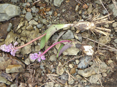 Ledebouria sandersonii