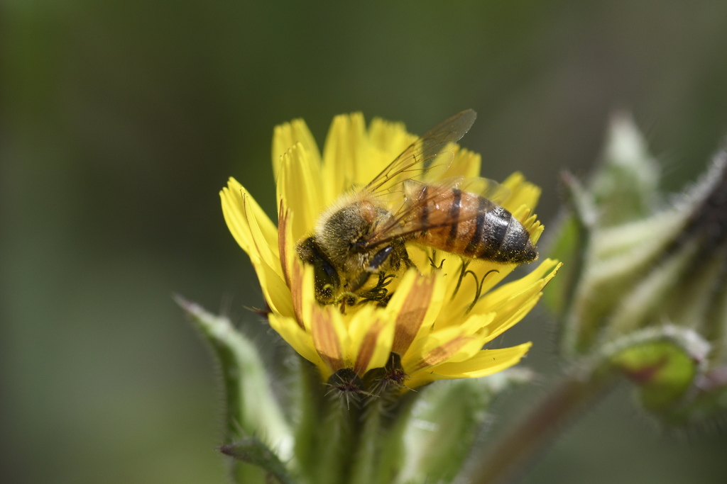 Western Honey Bee in April 2021 by mosesaubrey · iNaturalist