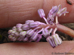 Ledebouria sandersonii