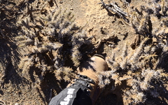 Aptosimum spinescens