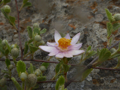 Grewia hispida