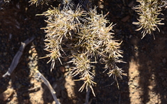 Aptosimum spinescens