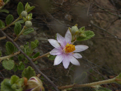 Grewia hispida