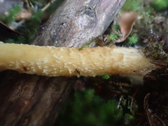 Stropharia formosa