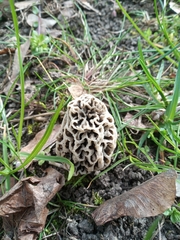 Morchella esculenta umbrina