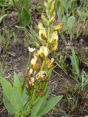 Argyrolobium robustum