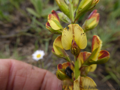 Argyrolobium robustum