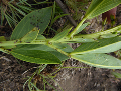 Argyrolobium robustum